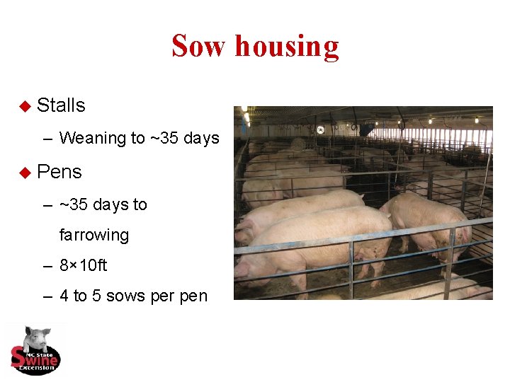 Sow housing u Stalls – Weaning to ~35 days u Pens – ~35 days