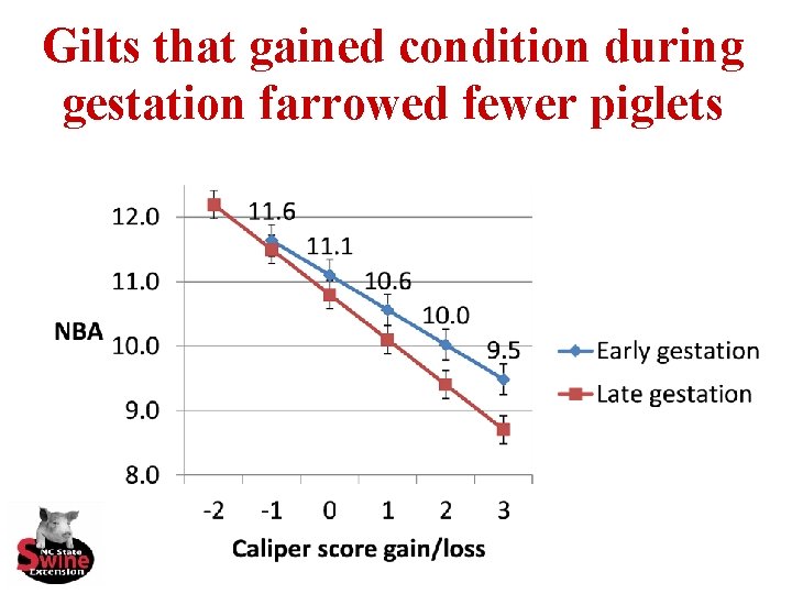 Gilts that gained condition during gestation farrowed fewer piglets 