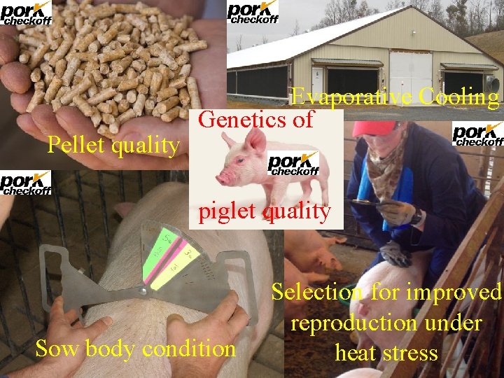 Pellet quality Evaporative Cooling Genetics of piglet quality Sow body condition Selection for improved