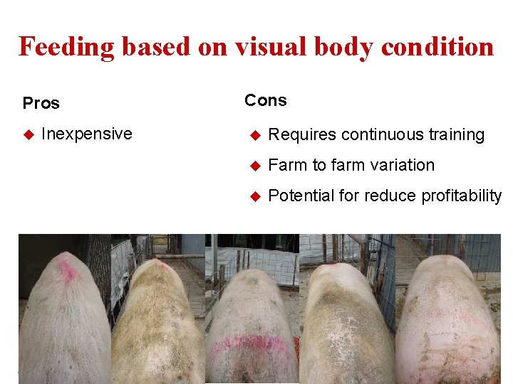 Feeding based on visual body condition Pros u Inexpensive Cons u Requires continuous training