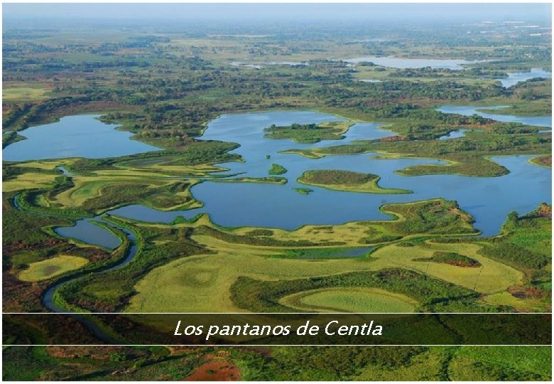 Los pantanos de Centla 
