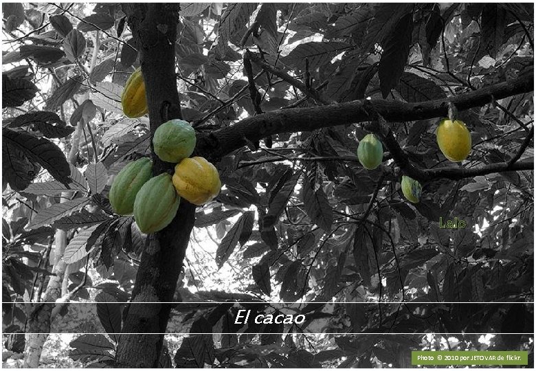 Lalo El cacao Photo © 2010 por JETOVAR de flickr. 