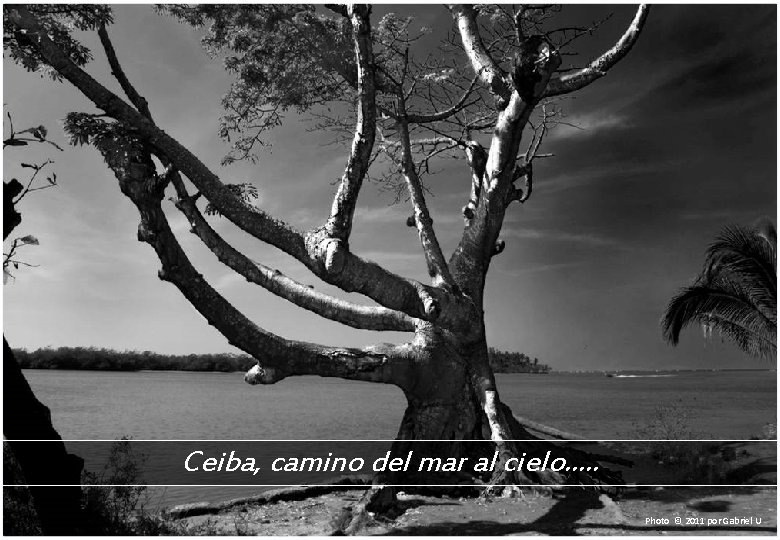 Ceiba, camino del mar al cielo…. . Photo © 2011 por Gabriel U 