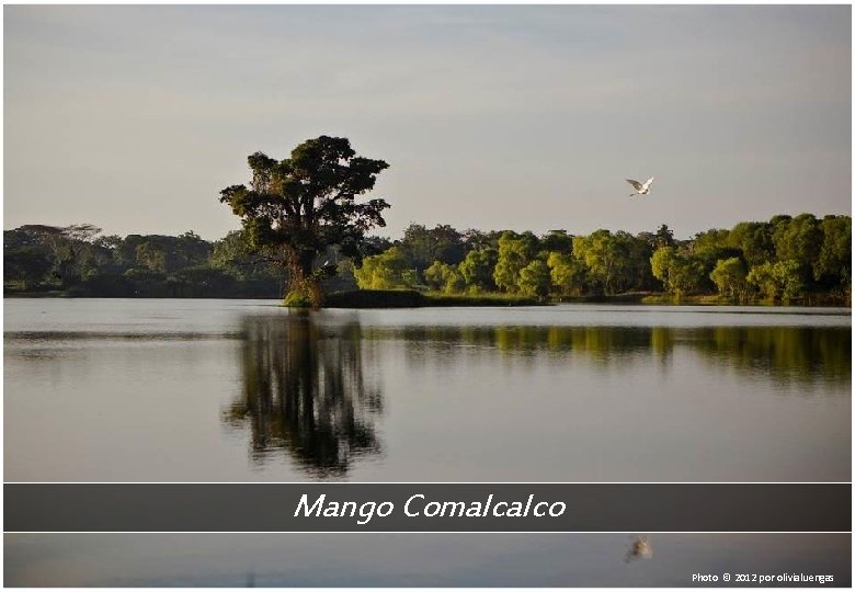 Mango Comalcalco Photo © 2012 por olivialuengas 