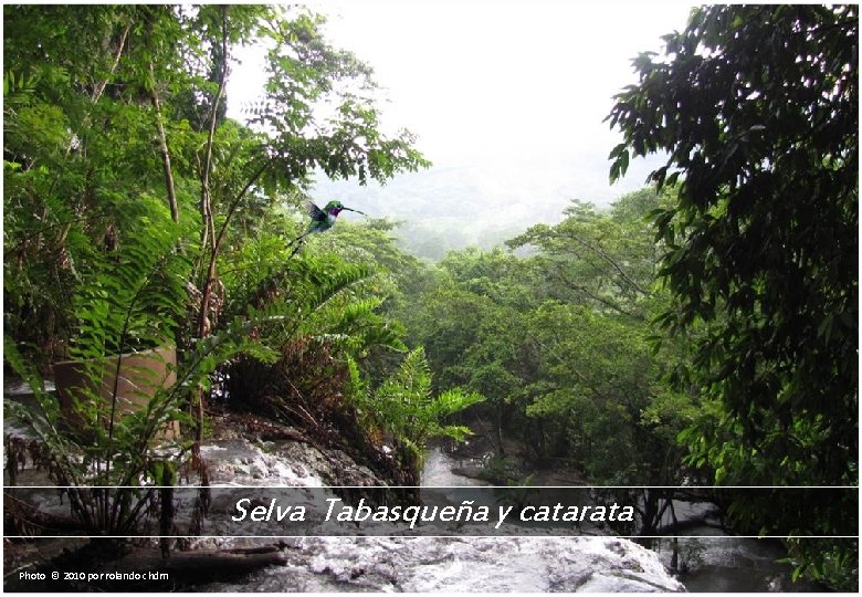 Selva Tabasqueña y catarata Photo © 2010 por rolando chdm 