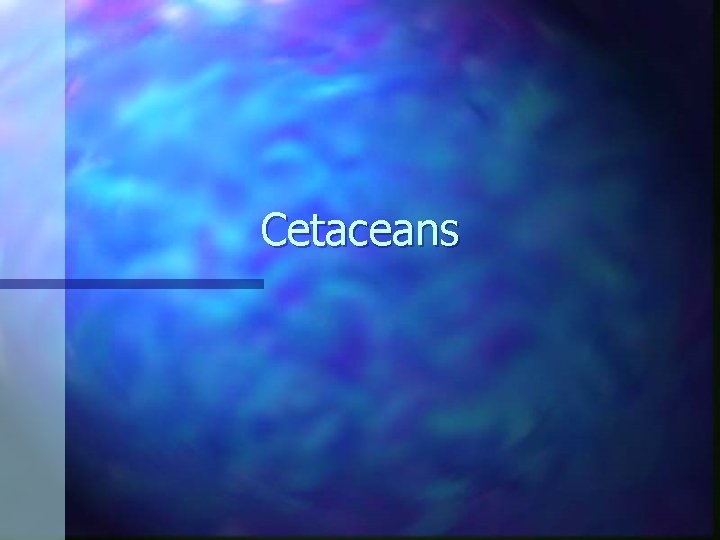 Cetaceans 