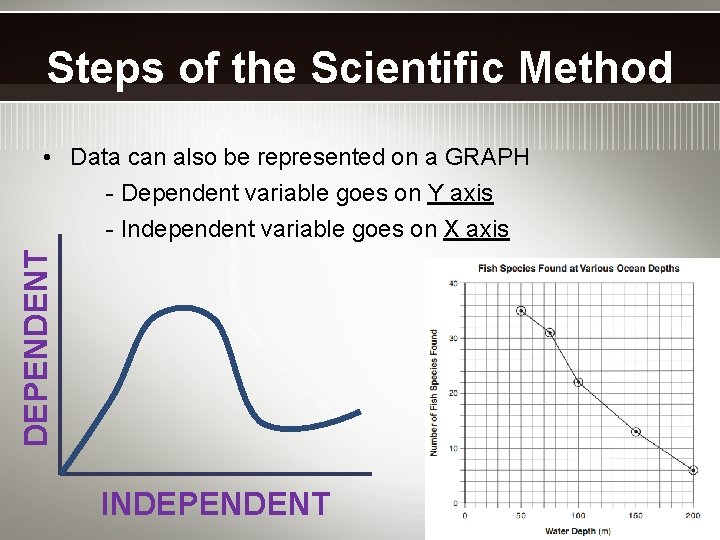 Steps of the Scientific Method DEPENDENT • Data can also be represented on a