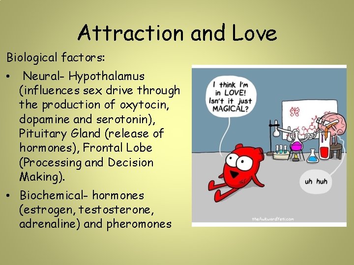 Attraction and Love Biological factors: • Neural- Hypothalamus (influences sex drive through the production