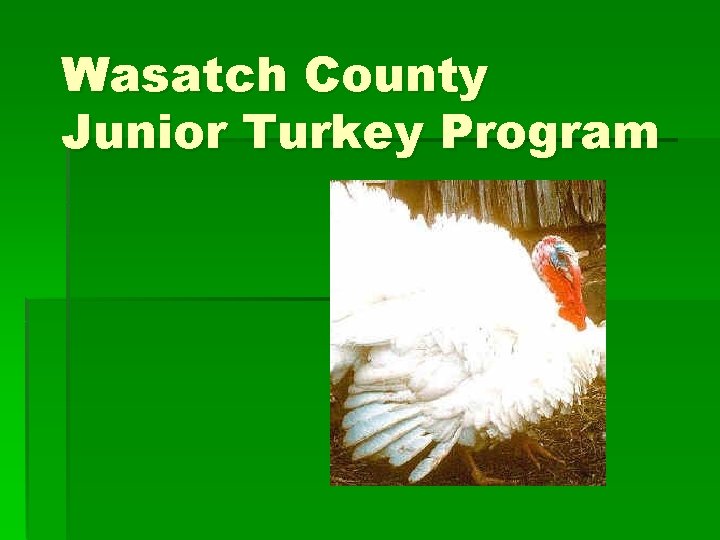 Wasatch County Junior Turkey Program 