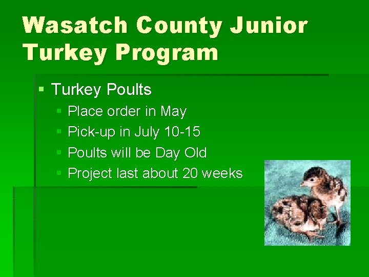 Wasatch County Junior Turkey Program § Turkey Poults § Place order in May §