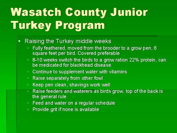 Wasatch County Junior Turkey Program § Raising the Turkey middle weeks § Fully feathered,