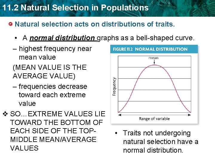 11. 2 Natural Selection in Populations Natural selection acts on distributions of traits. •