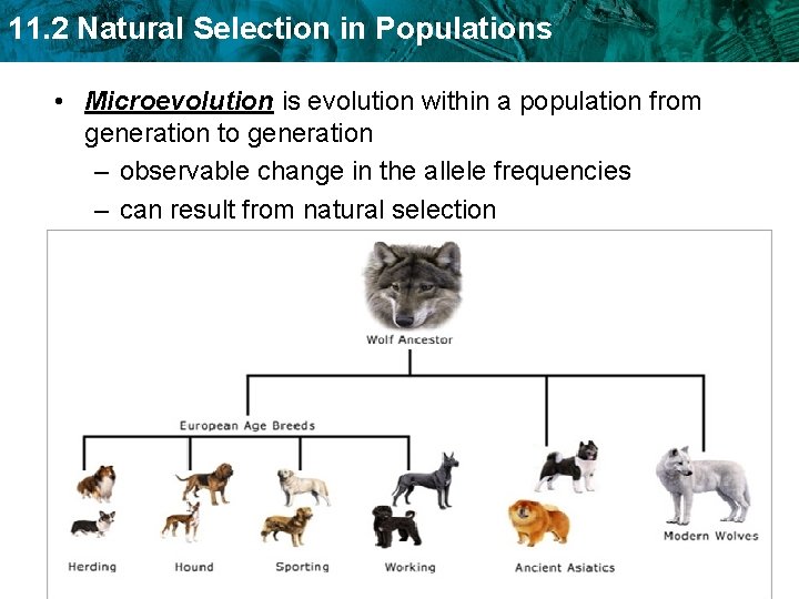 11. 2 Natural Selection in Populations • Microevolution is evolution within a population from