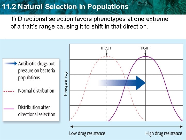 11. 2 Natural Selection in Populations 1) Directional selection favors phenotypes at one extreme