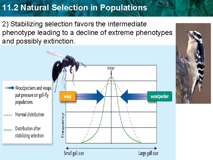 11. 2 Natural Selection in Populations 2) Stabilizing selection favors the intermediate phenotype leading