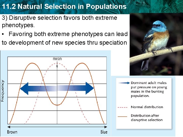 11. 2 Natural Selection in Populations 3) Disruptive selection favors both extreme phenotypes. •