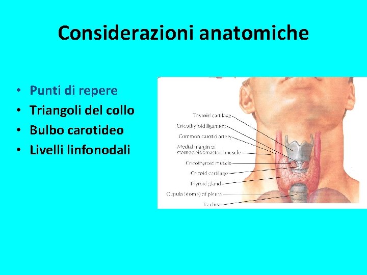 Considerazioni anatomiche • • Punti di repere Triangoli del collo Bulbo carotideo Livelli linfonodali