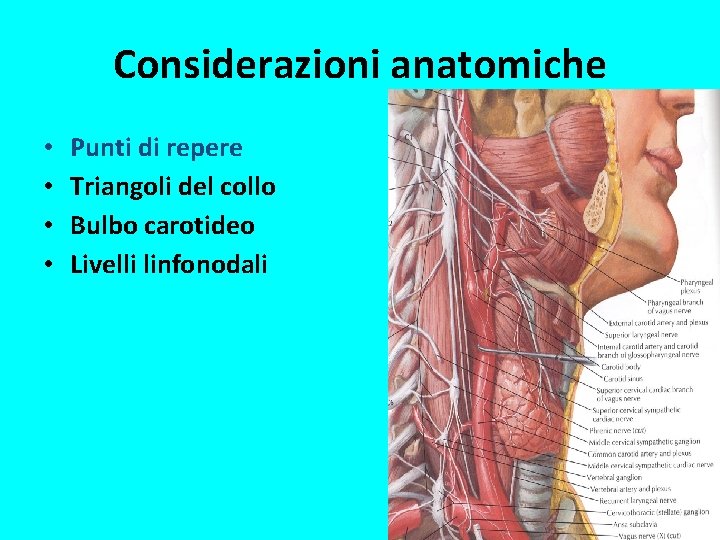 Considerazioni anatomiche • • Punti di repere Triangoli del collo Bulbo carotideo Livelli linfonodali