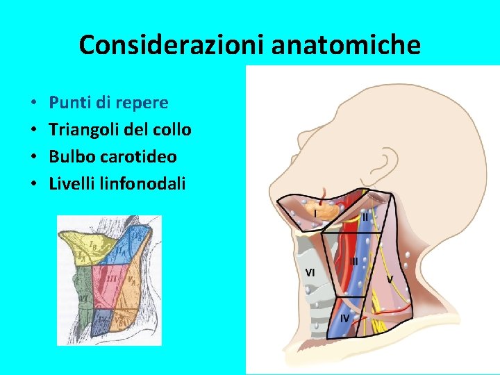 Considerazioni anatomiche • • Punti di repere Triangoli del collo Bulbo carotideo Livelli linfonodali