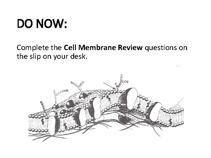 DO NOW: Complete the Cell Membrane Review questions on the slip on your desk.