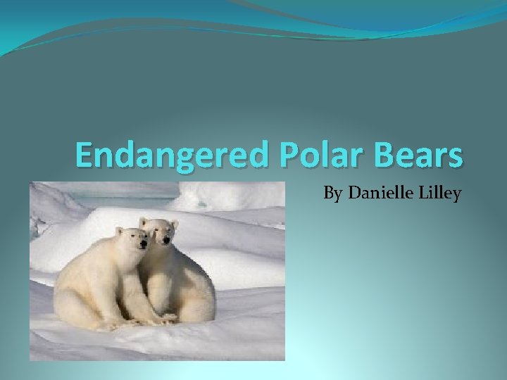 Endangered Polar Bears By Danielle Lilley 