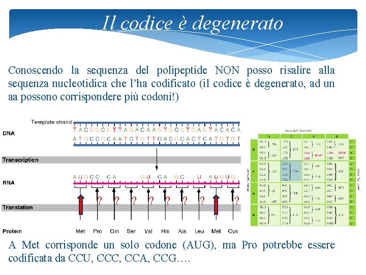 Il codice è degenerato Conoscendo la sequenza del polipeptide NON posso risalire alla sequenza