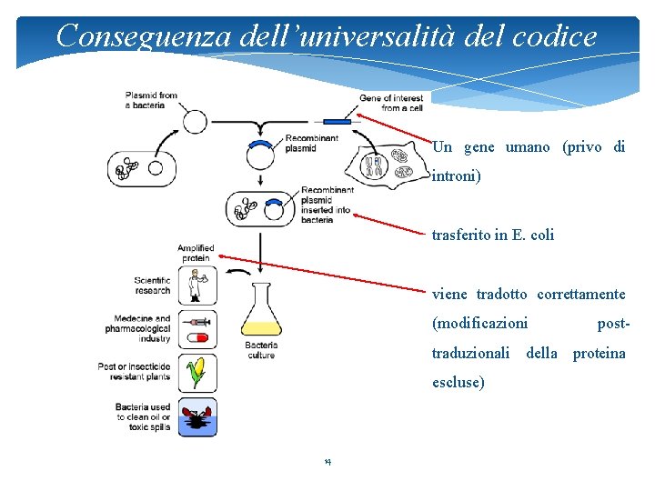 Conseguenza dell’universalità del codice Un gene umano (privo di introni) trasferito in E. coli