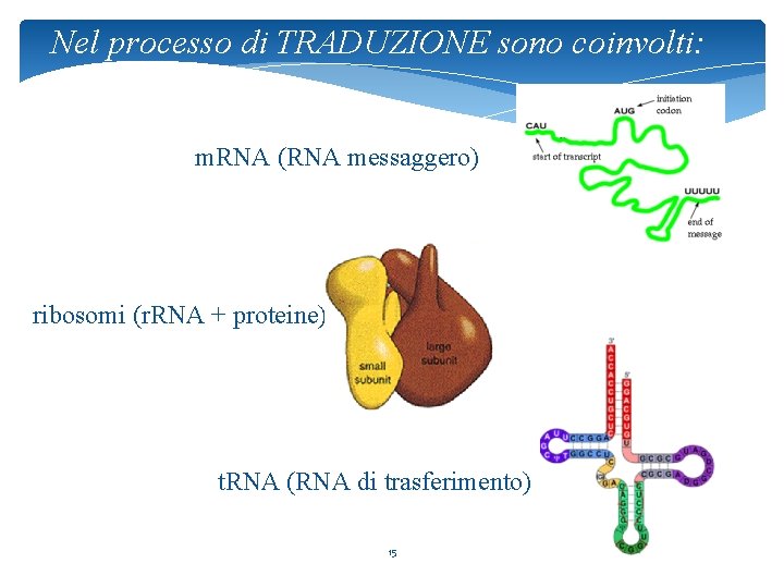 Nel processo di TRADUZIONE sono coinvolti: m. RNA (RNA messaggero) ribosomi (r. RNA +