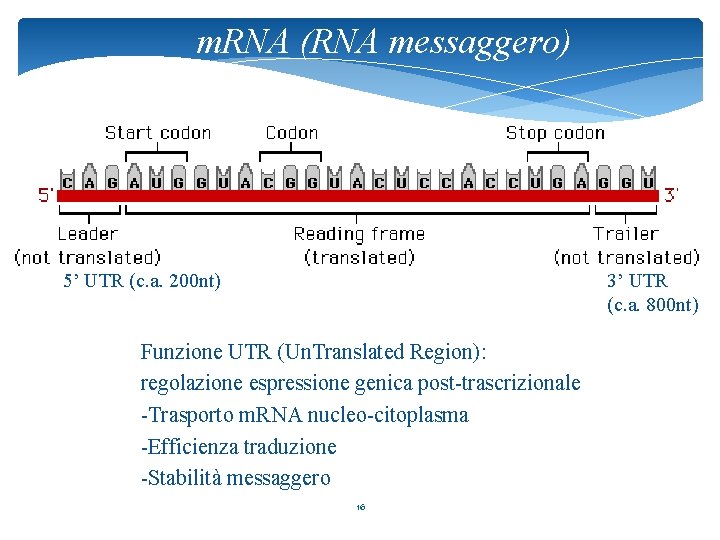 m. RNA (RNA messaggero) 5’ UTR (c. a. 200 nt) 3’ UTR (c. a.