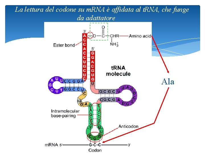 La lettura del codone su m. RNA è affidata al t. RNA, che funge