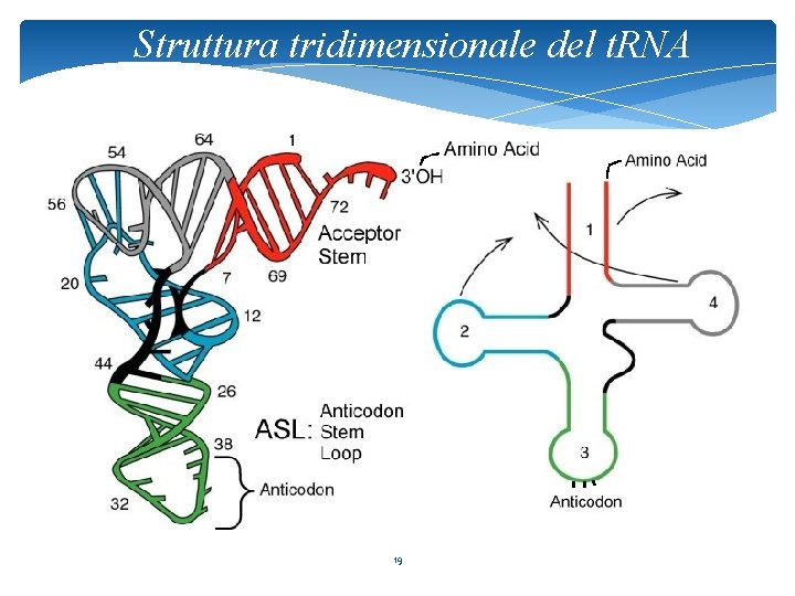 Struttura tridimensionale del t. RNA 19 