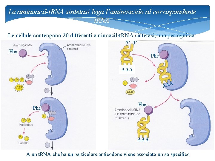 La aminoacil-t. RNA sintetasi lega l’aminoacido al corrispondente t. RNA Le cellule contengono 20