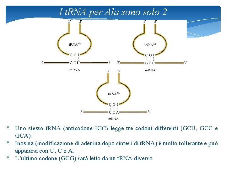 I t. RNA per Ala sono solo 2 * Uno stesso t. RNA (anticodone