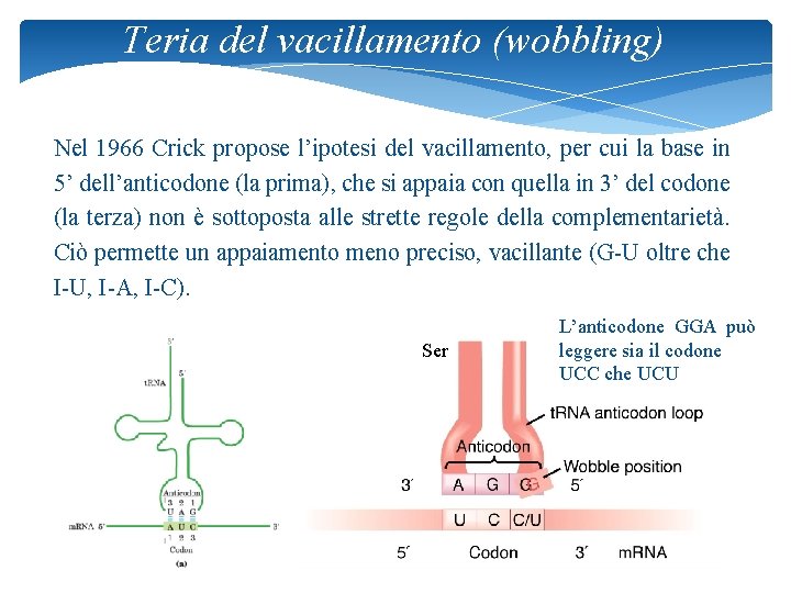 Teria del vacillamento (wobbling) Nel 1966 Crick propose l’ipotesi del vacillamento, per cui la
