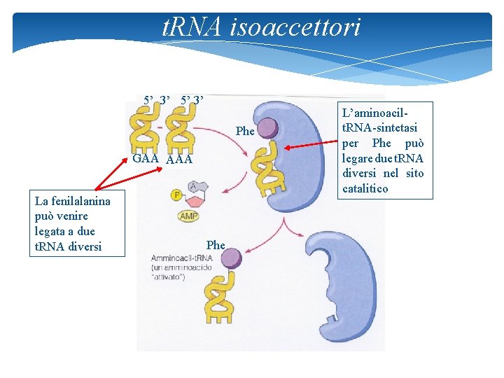t. RNA isoaccettori 5’ 3’ L’aminoacilt. RNA-sintetasi per Phe può legare due t. RNA