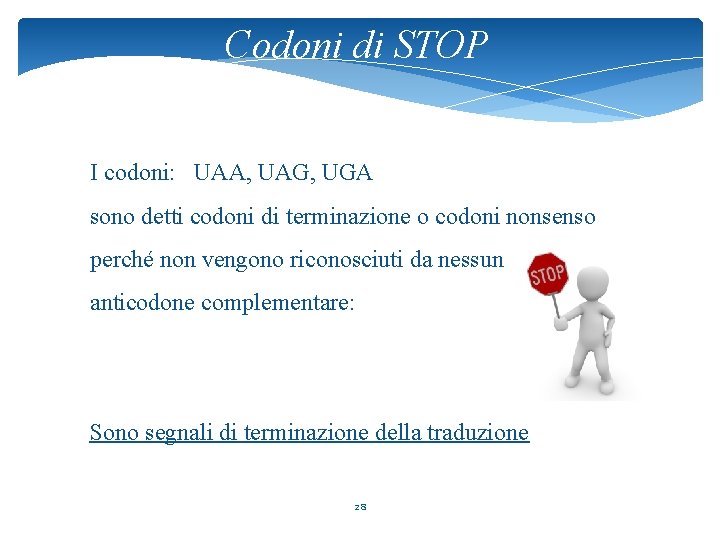Codoni di STOP I codoni: UAA, UAG, UGA sono detti codoni di terminazione o