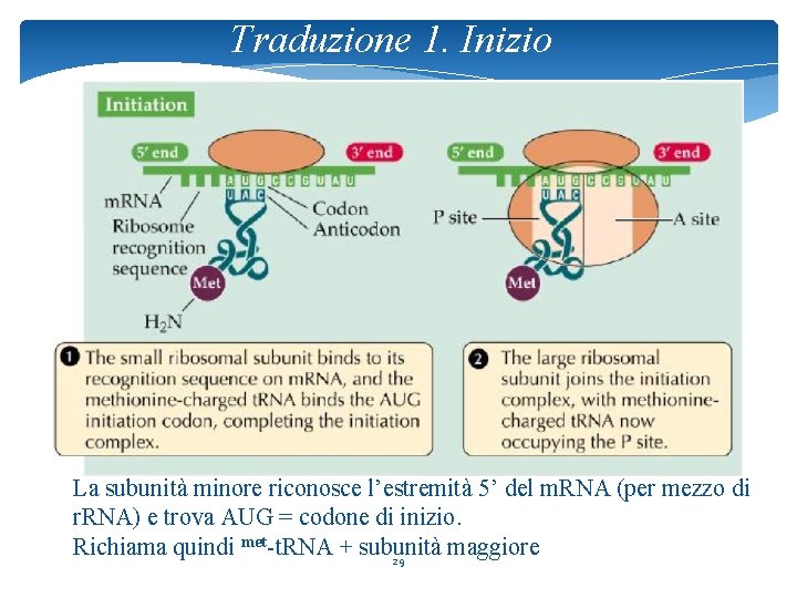 Traduzione 1. Inizio La subunità minore riconosce l’estremità 5’ del m. RNA (per mezzo