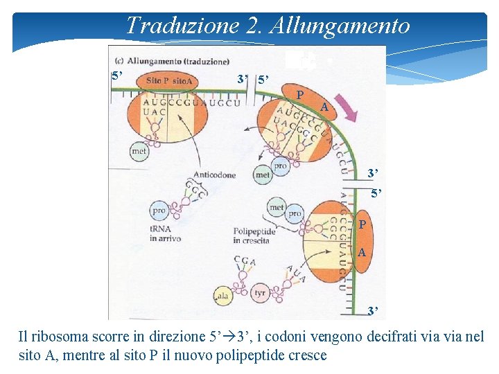 Traduzione 2. Allungamento 5’ 3’ 5’ P A 3’ Il ribosoma scorre in direzione