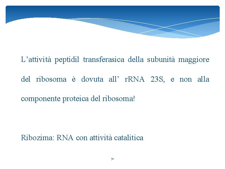 L’attività peptidil transferasica della subunità maggiore del ribosoma è dovuta all’ r. RNA 23