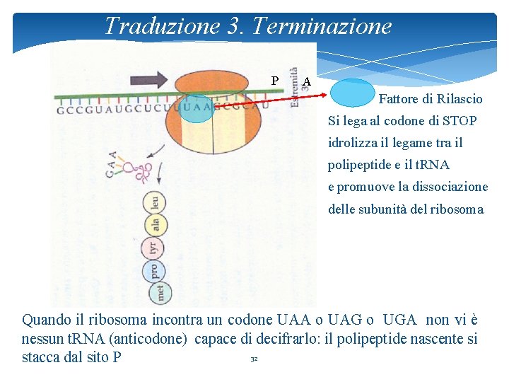 Traduzione 3. Terminazione P A Fattore di Rilascio Si lega al codone di STOP