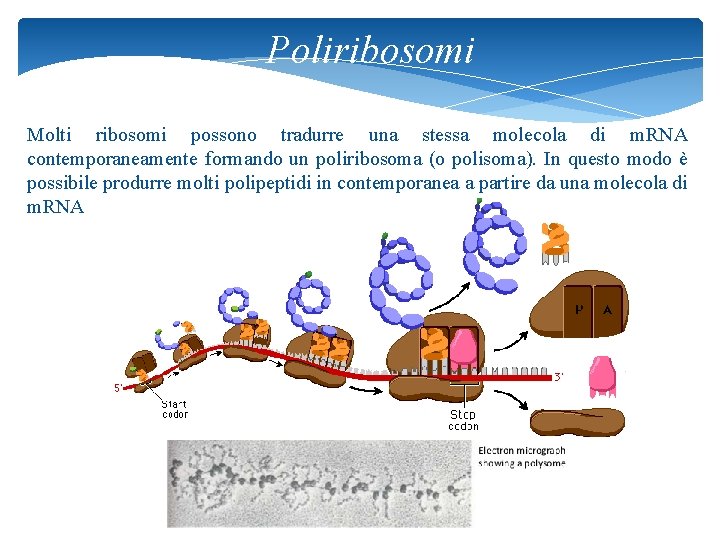 Poliribosomi Molti ribosomi possono tradurre una stessa molecola di m. RNA contemporaneamente formando un