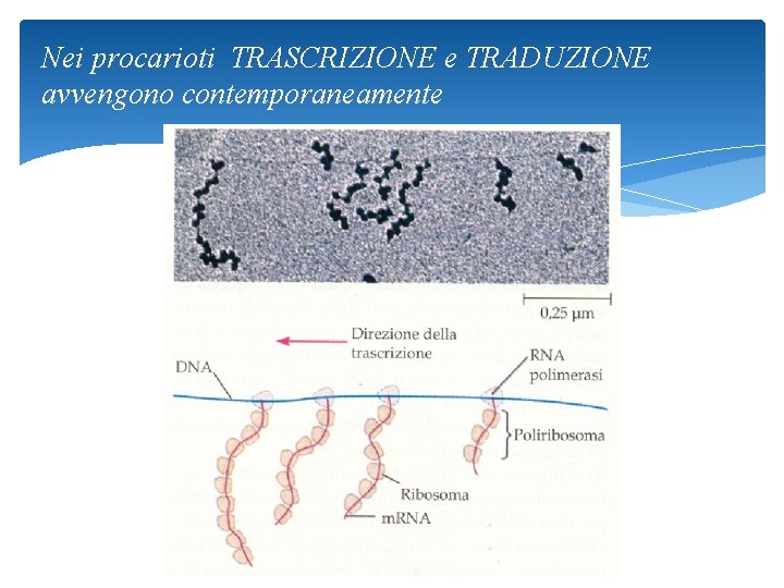 Nei procarioti TRASCRIZIONE e TRADUZIONE avvengono contemporaneamente 35 