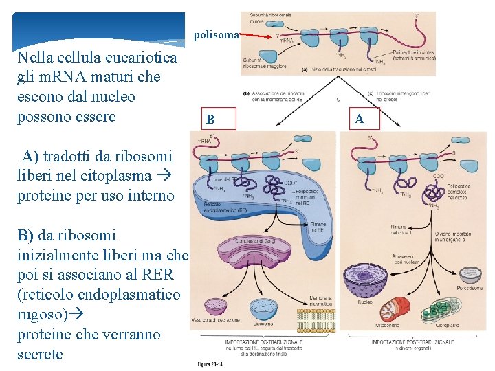 polisoma Nella cellula eucariotica gli m. RNA maturi che escono dal nucleo possono essere