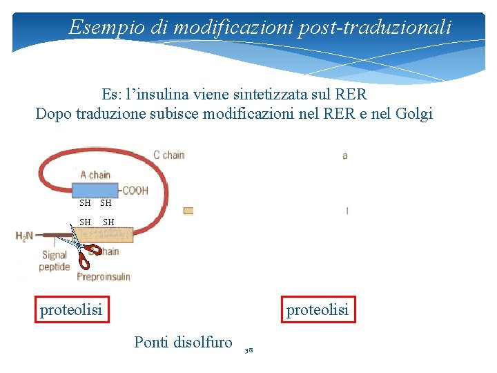 Esempio di modificazioni post-traduzionali Es: l’insulina viene sintetizzata sul RER Dopo traduzione subisce modificazioni