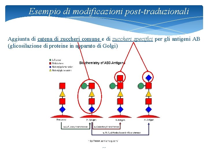 Esempio di modificazioni post-traduzionali Aggiunta di catena di zuccheri comune e di zuccheri specifici