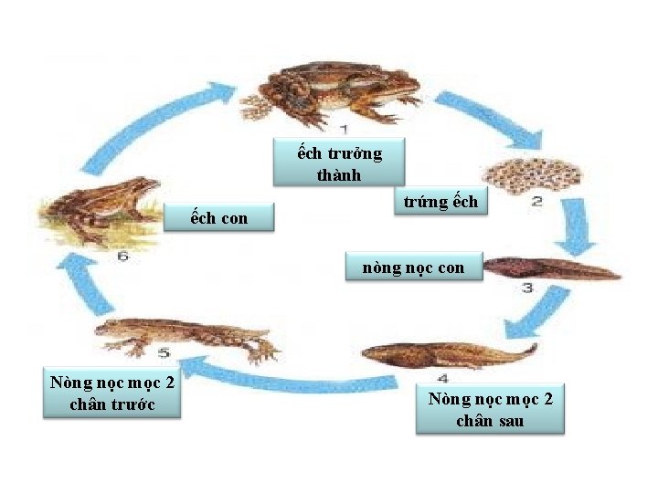 ếch trưởng thành ếch con trứng ếch nòng nọc con Nòng nọc mọc 2