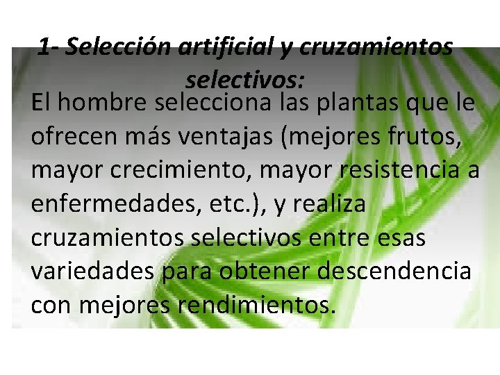 1 - Selección artificial y cruzamientos selectivos: El hombre selecciona las plantas que le