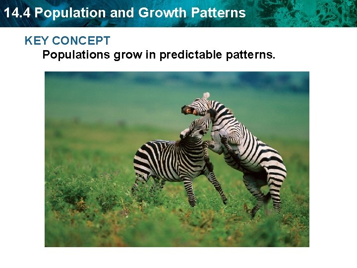 14. 4 Population and Growth Patterns KEY CONCEPT Populations grow in predictable patterns. 