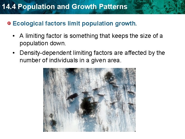 14. 4 Population and Growth Patterns Ecological factors limit population growth. • A limiting
