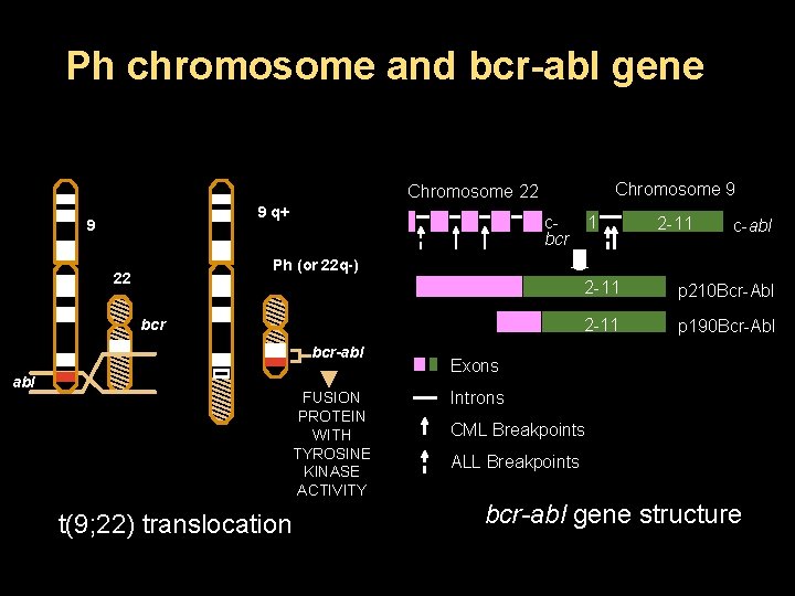 Ph chromosome and bcr-abl gene Chromosome 9 Chromosome 22 9 q+ 9 cbcr 1